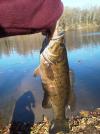 Biggest Smallie Profile.jpg