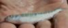 post-34817-0-94836500-1322752403_thumb.j
