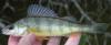 post-19969-0-70583800-1354834200_thumb.j
