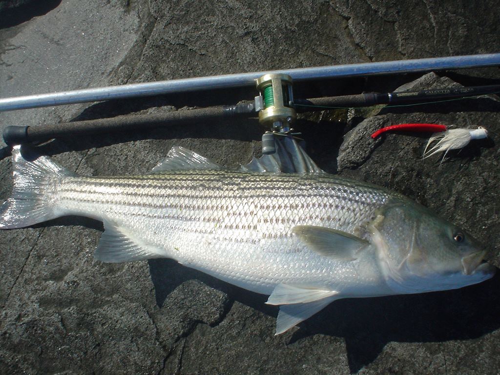 What's everyone's Striper Setup? - Other Fish Species - Bass Fishing Forums