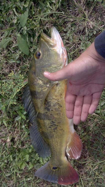 Fish2 (1).jpeg