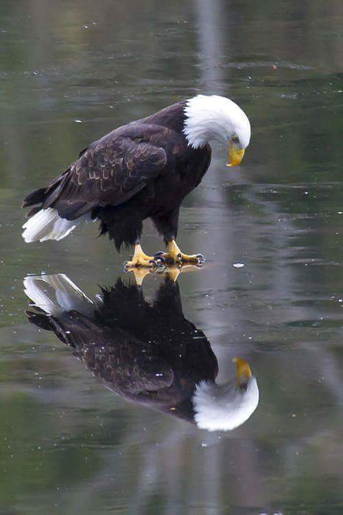 569dac7c96130_Eagleontherocks.jpg.d16c66