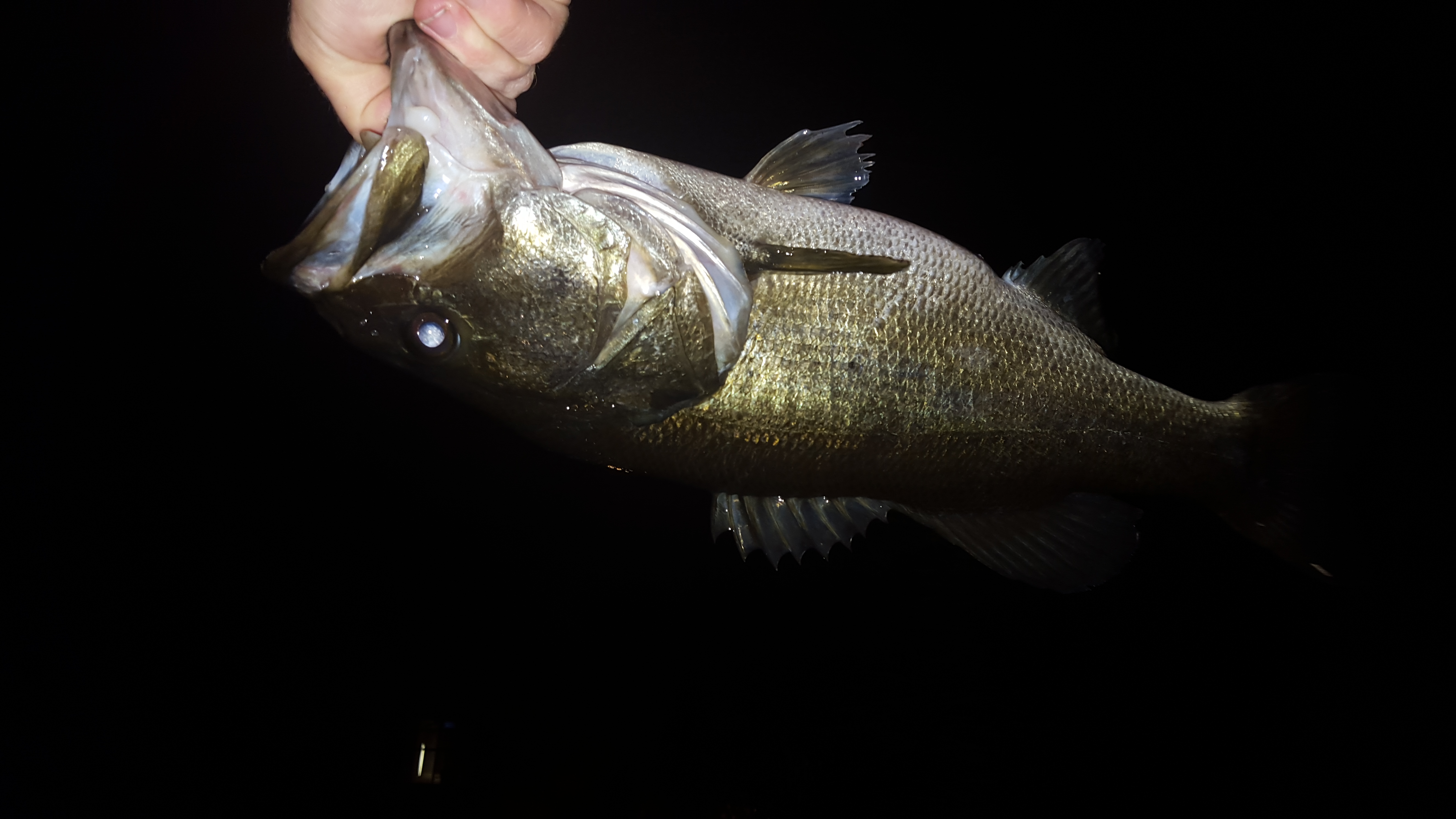 Night Time Bass Fishing Florida Winter - Southeast Bass Fishing - Bass  Fishing Forums