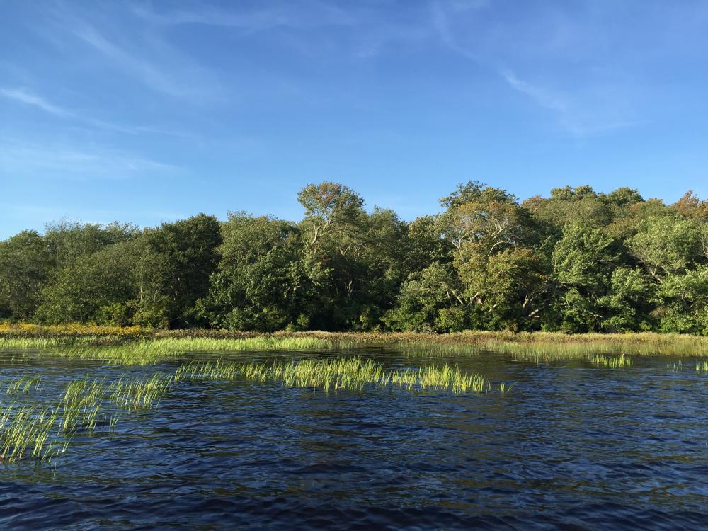 Wordens Grassy shore.JPG