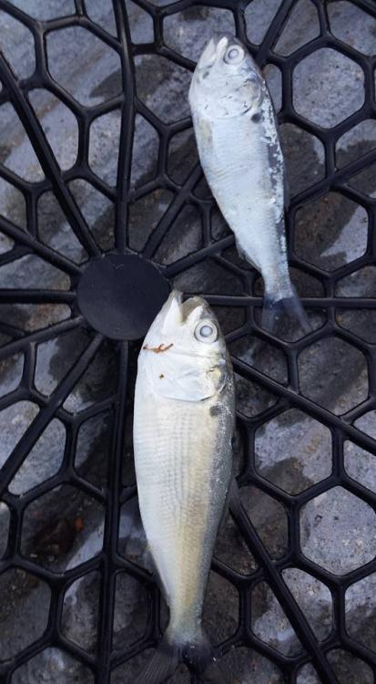 Gizzard shad or Threadfin shad.jpg