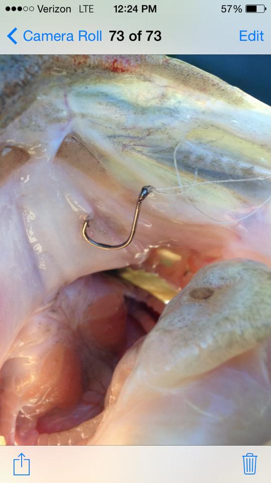 Hook Sizes For Swimbaits - Fishing Tackle - Bass Fishing Forums