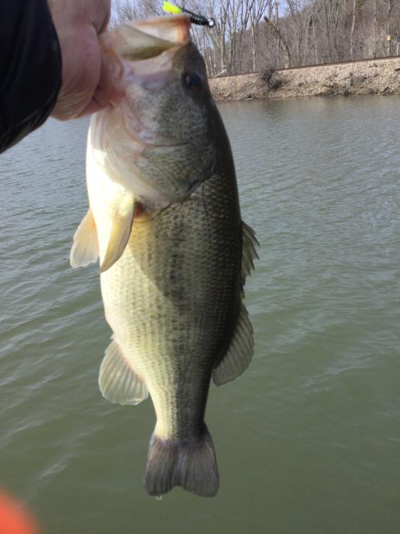56e5ee819b1df_Firstlargemouthof2016seaso