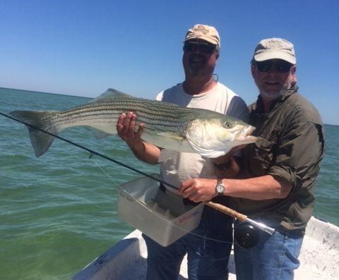 56f71c0ad632f_40striper2014crop.jpg.ac78