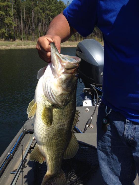 Big_bass_March_23_2016.jpg