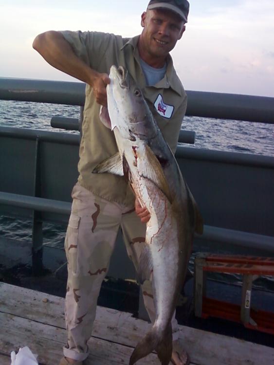 Cobia.jpg