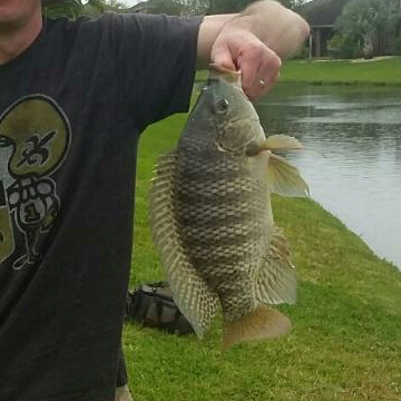 help identifying Florida freshwater fish - Other Fish Species - Bass Fishing  Forums