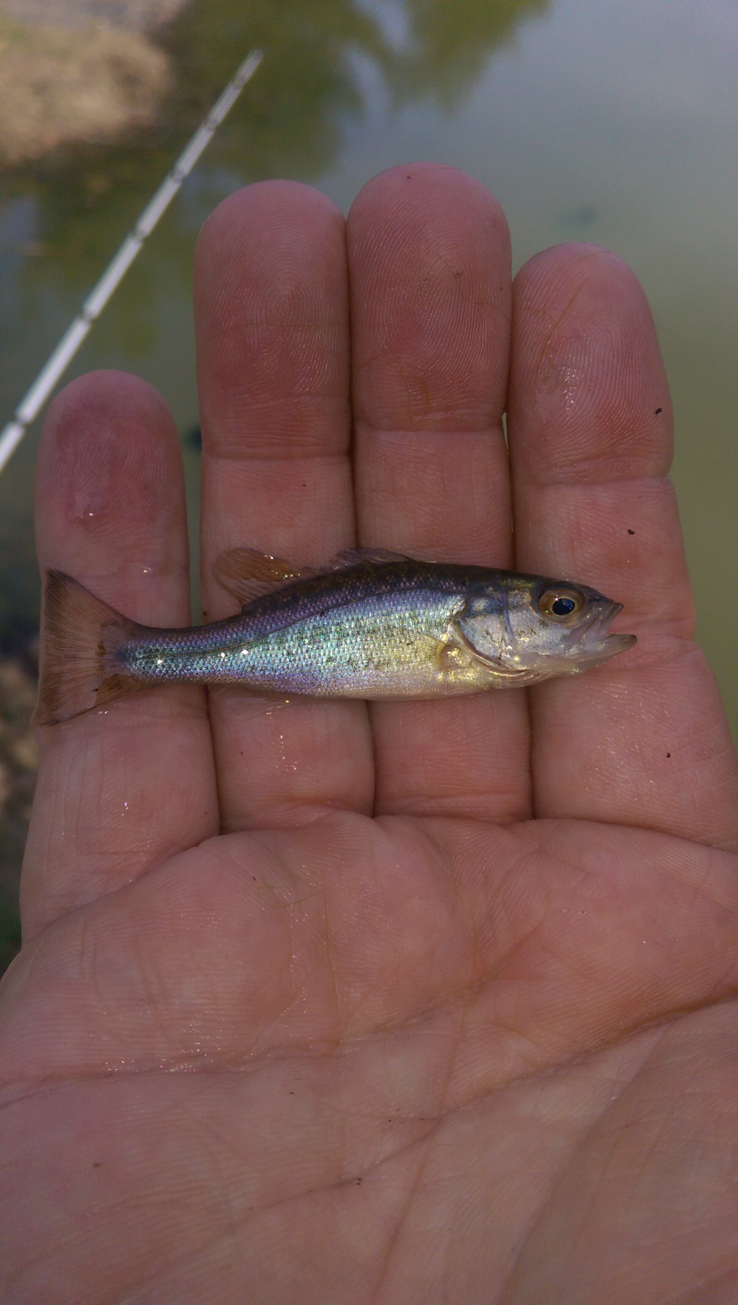 What kind of minnow is this? - General Bass Fishing Forum - Bass Fishing  Forums