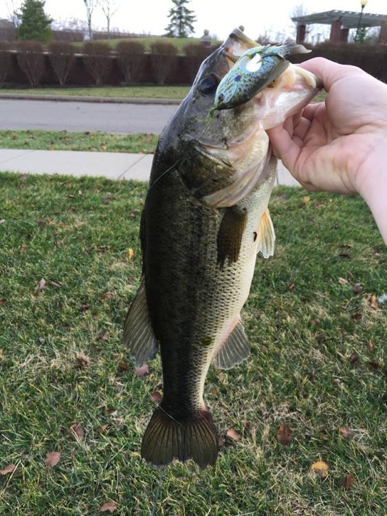 bass.thumb.jpg.967877cc0dbe3c0b1d808bd04