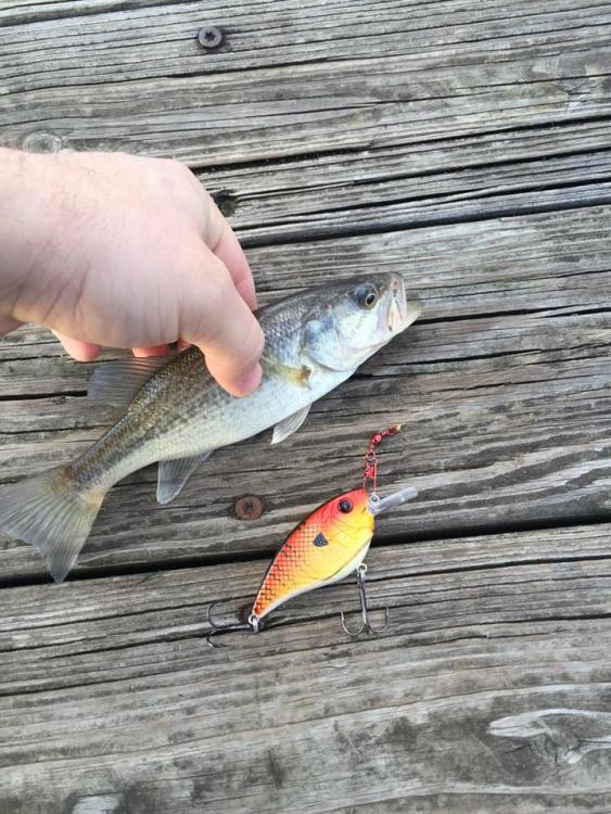 firstfish20166thsense75x.jpg