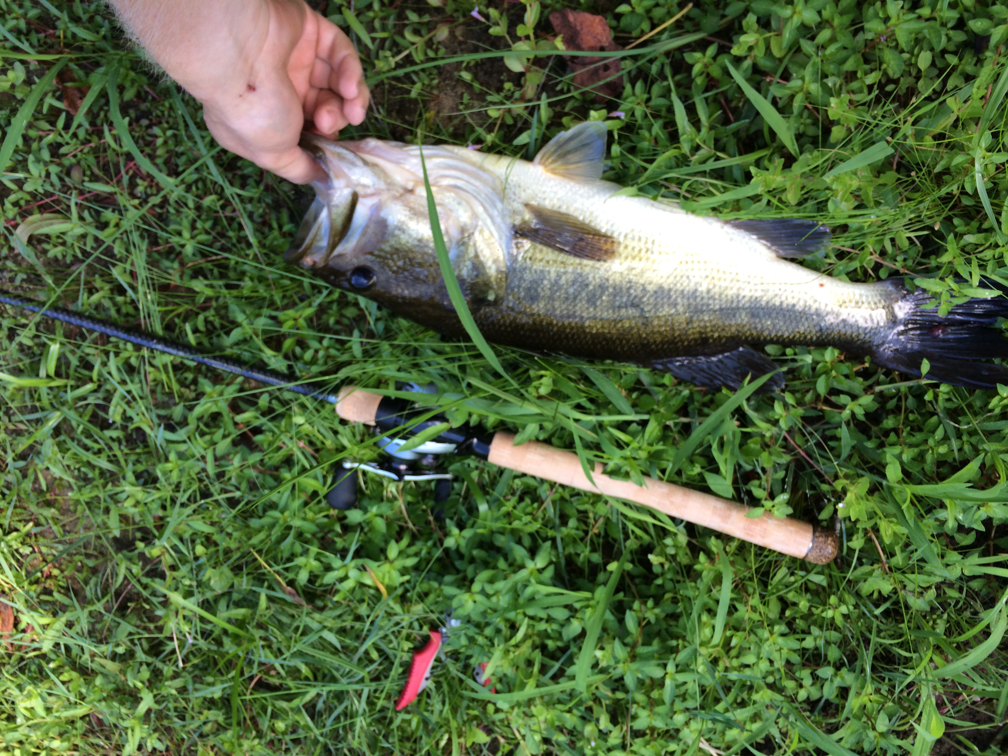 f] Two fish, one lure. X-post r/bassfishing : r/Fishing