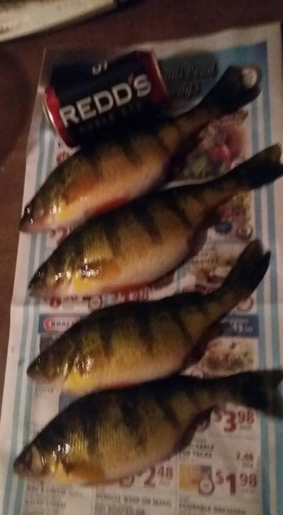 perch.thumb.jpg.6ed7da294a71b812cb8c8d9a