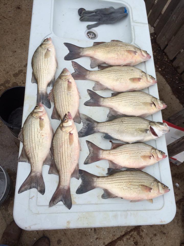Any White Bass Fisherman Here? - Other Fish Species - Bass Fishing