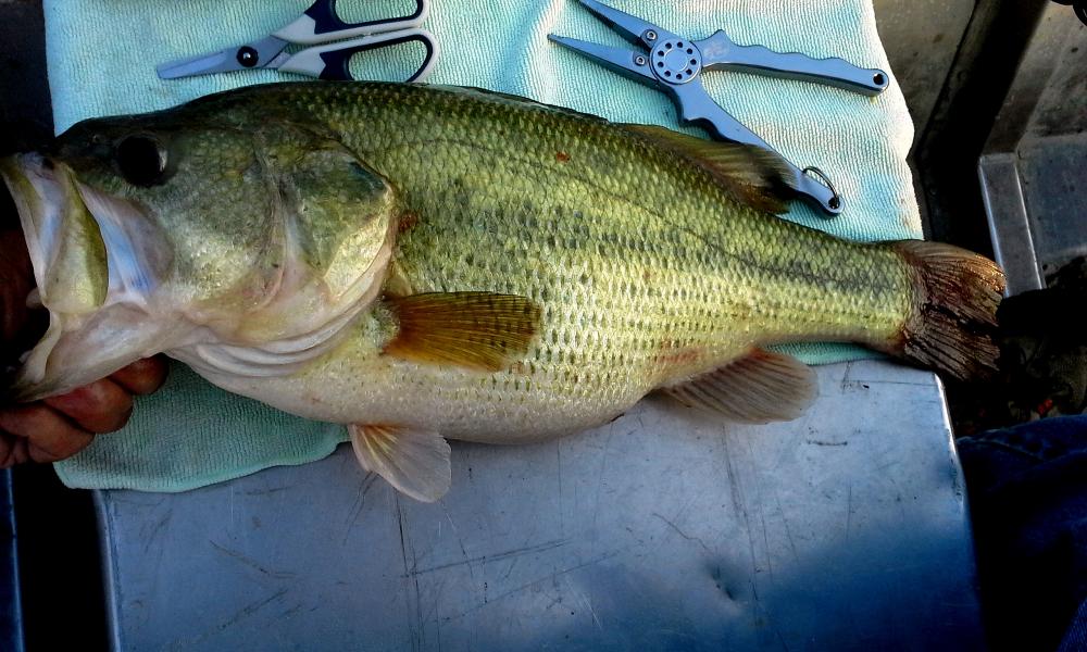 big bass.jpg