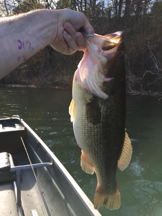 19''  4.16 lbs.jpg