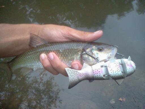 BBZ Fallfish.jpg
