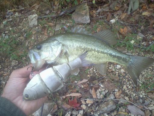Bull Shad Dink SH.jpg