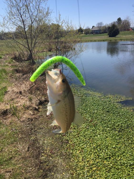 Fish.jpg