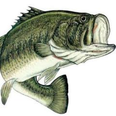 Dogfish_Jones