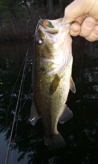 fish2.jpg