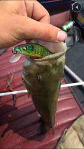 Chocked the megabass jerk.jpg