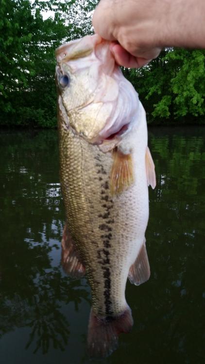 160523_3lb12oz.jpg