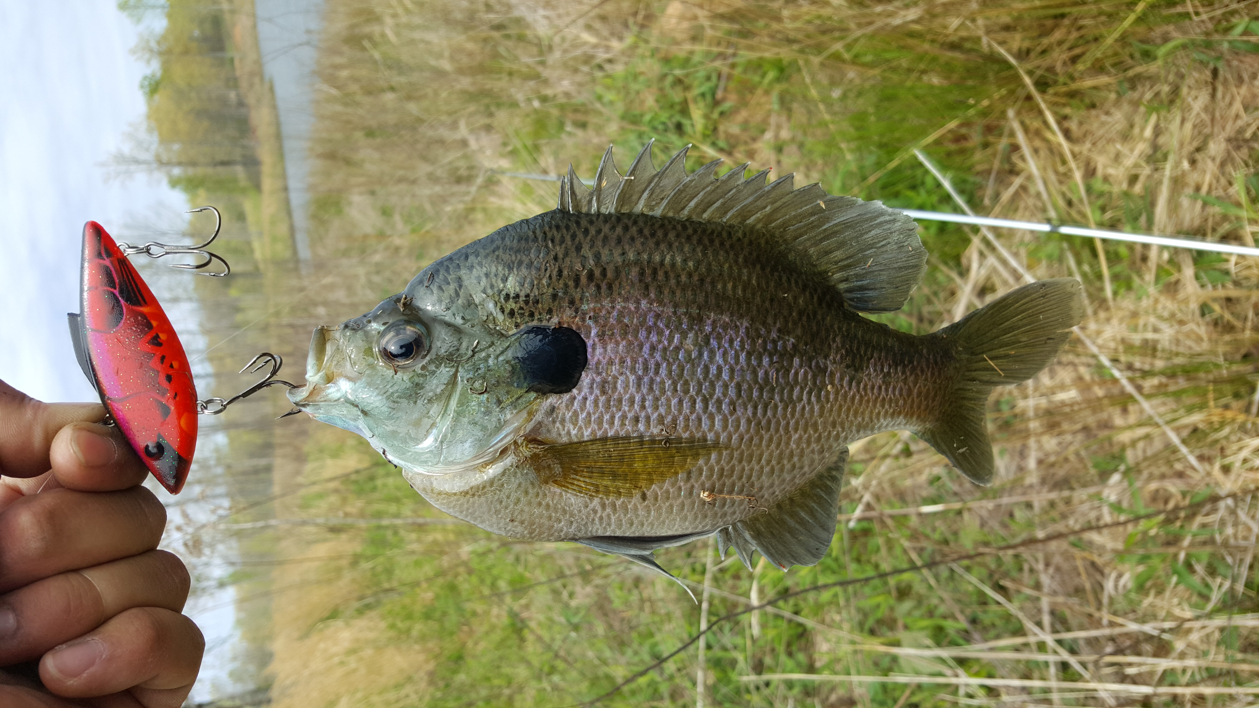Bluegill on Lipless Crankbait? - Other Fish Species - Bass Fishing Forums