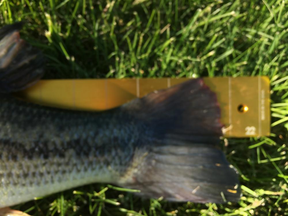 5 lb 2 oz on May 2nd - 21 inches.JPG