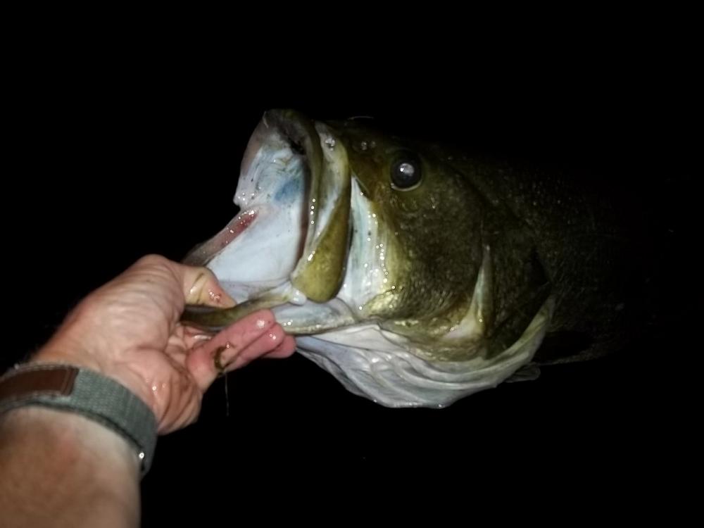 2012-08-28 26in 9.54lb LMB Spring - mouth.JPG