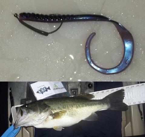 Large worms and setup - Fishing Tackle - Bass Fishing Forums