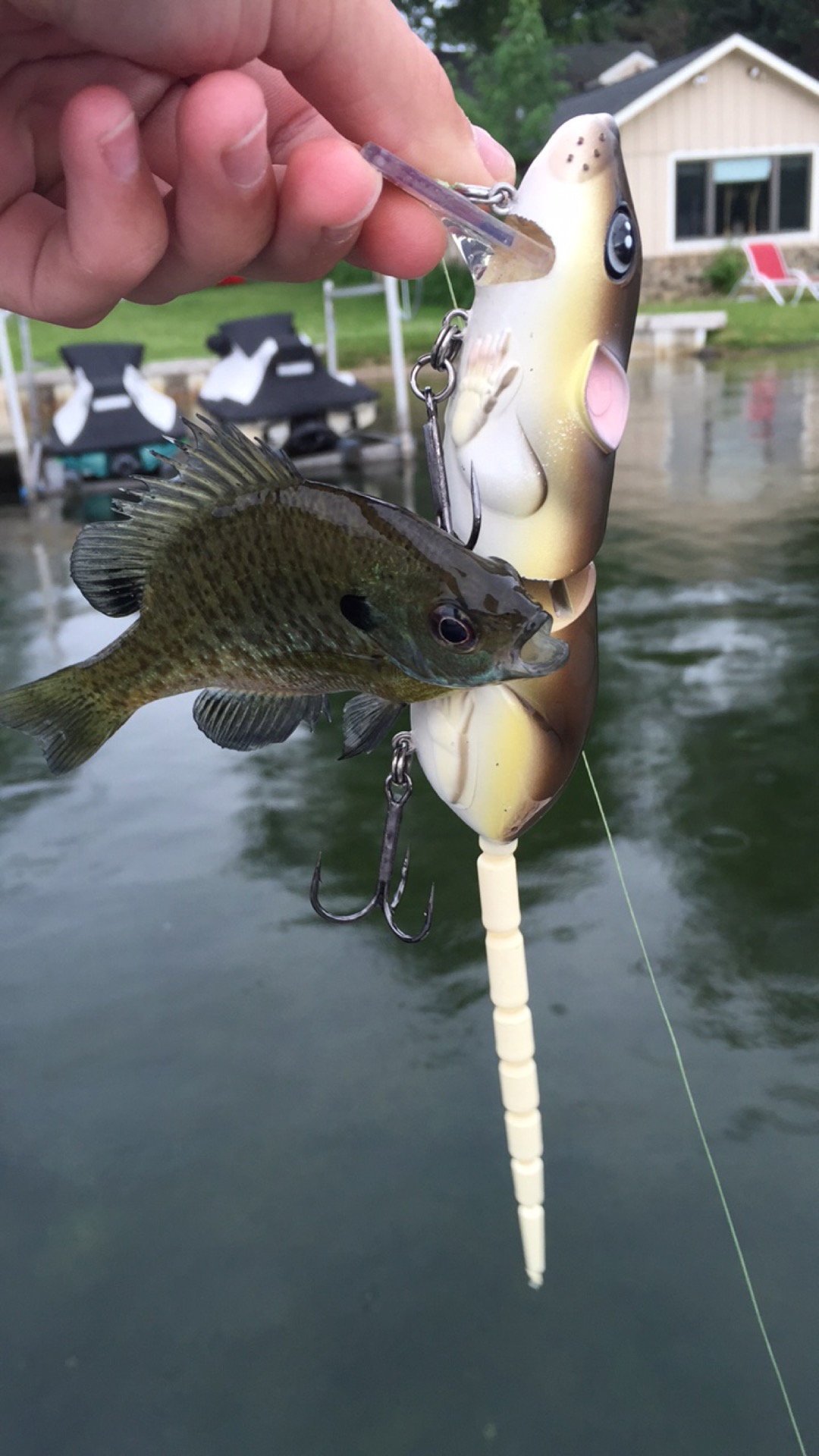 Big Swimbaits in Wisconsin? - Fishing Tackle - Bass Fishing Forums