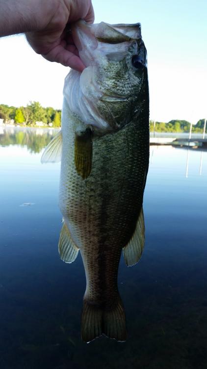 160608_3lb8oz.jpg