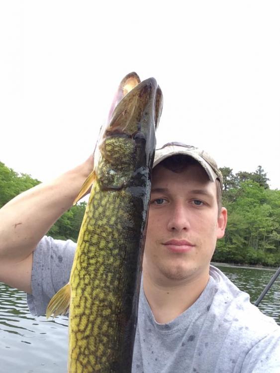 3.5 pickerel.jpg