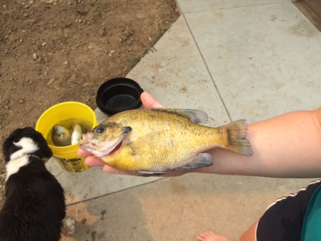 Bigger Blue gill.jpg