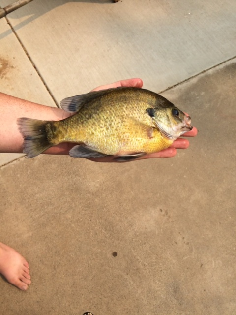 Big Blue Gill.jpg