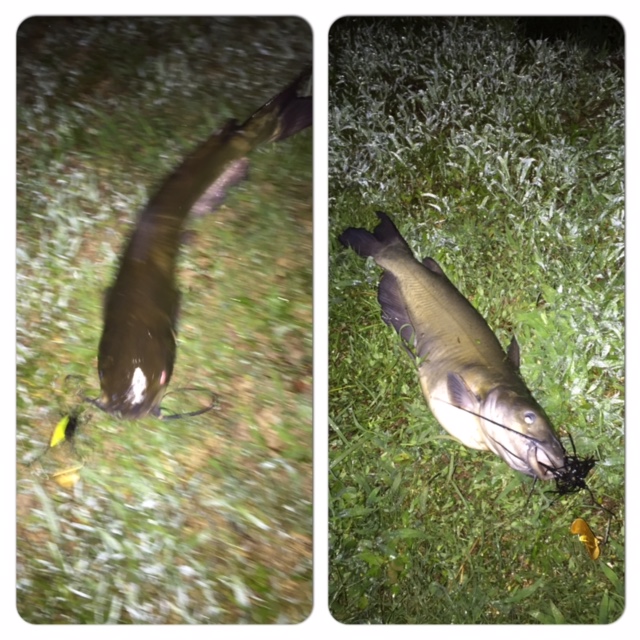 Buzzbait Catfish.JPG