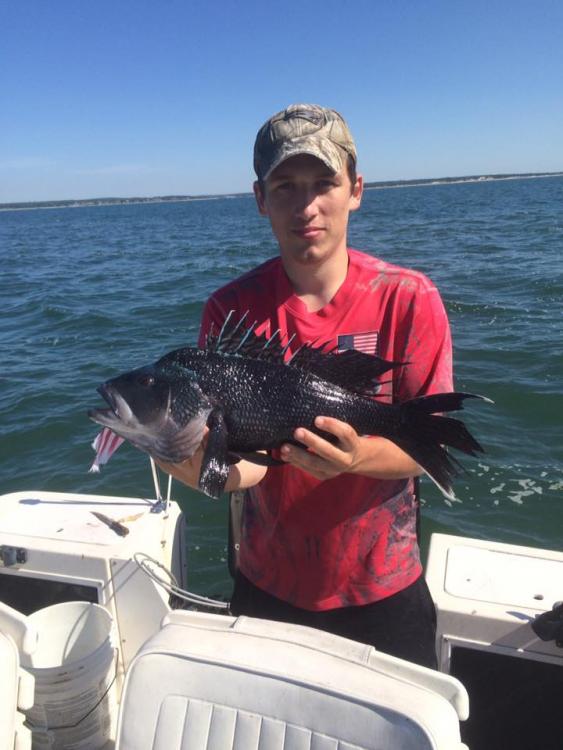 black sea bass.jpg