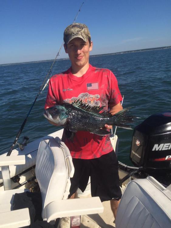 black sea bass1.jpg