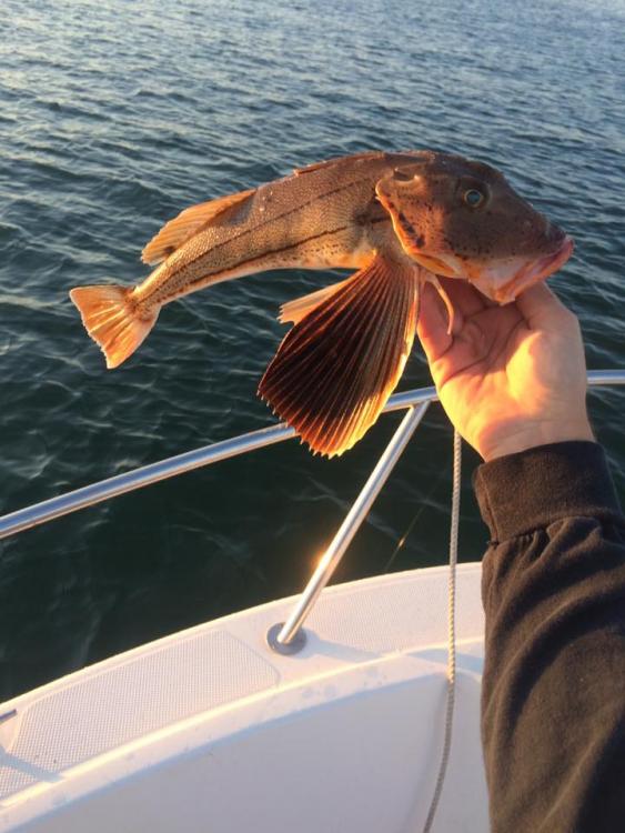 sea robin1.jpg