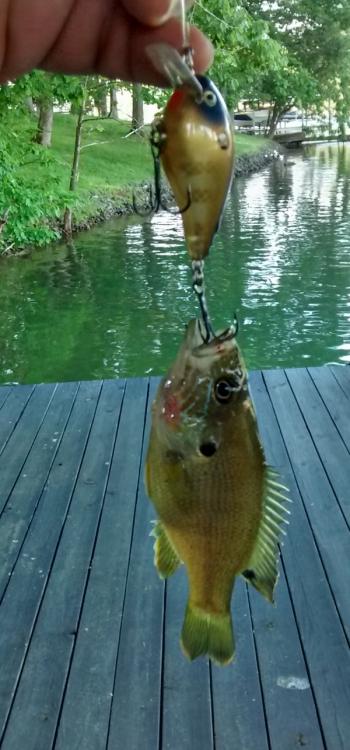 HungryBluegill.jpg