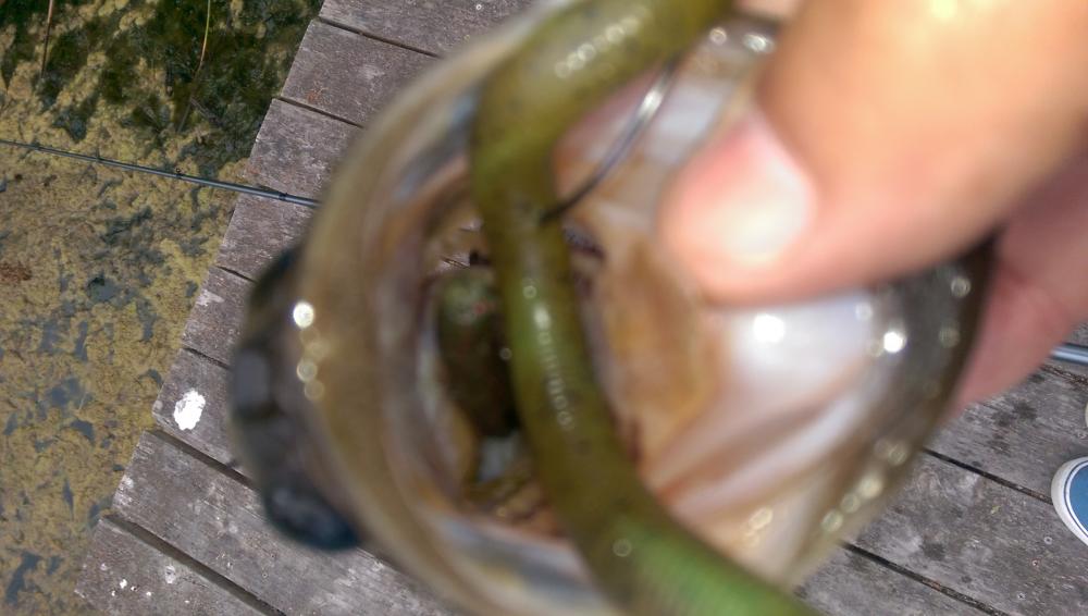 IMAG0472.jpg
