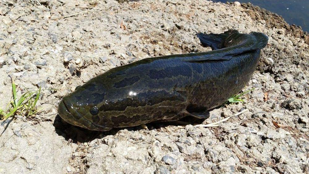 13844235_10154333303434035_2080845035_o.jpg