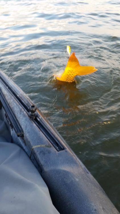 carp.jpg
