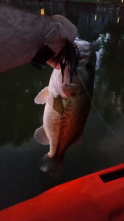 160802_3lb0oz.jpg