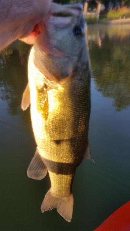 160802_3lb8oz.jpg