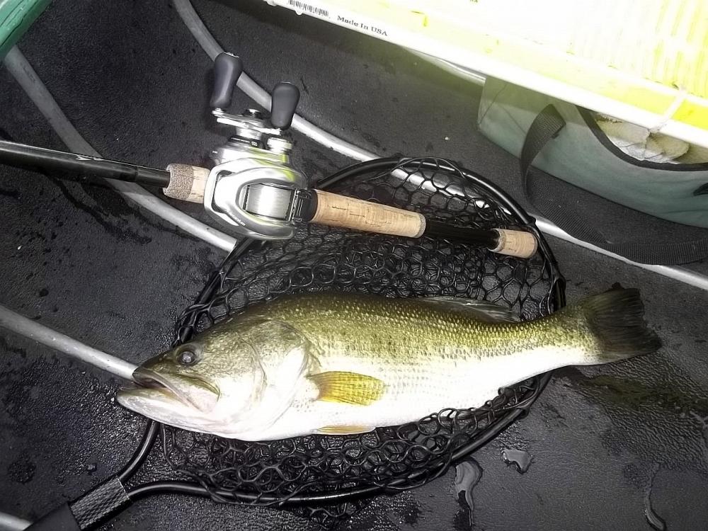 2016-08-10 20in 3.63lb LMB Sherwood.JPG